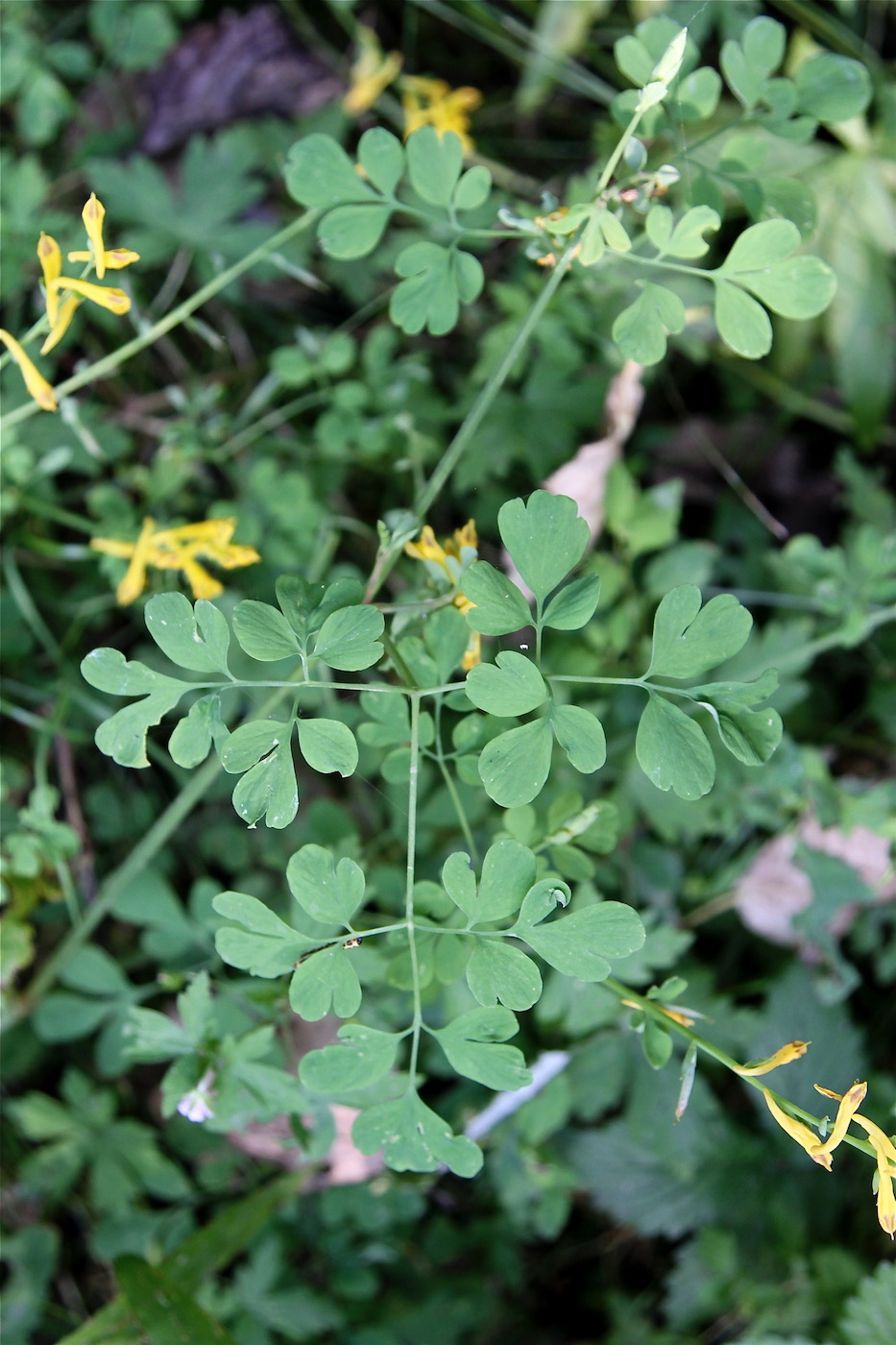 Image of Corydalis raddeana specimen.