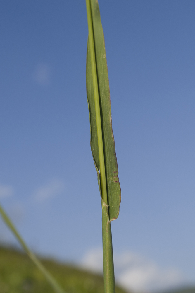 Image of Phleum alpinum specimen.