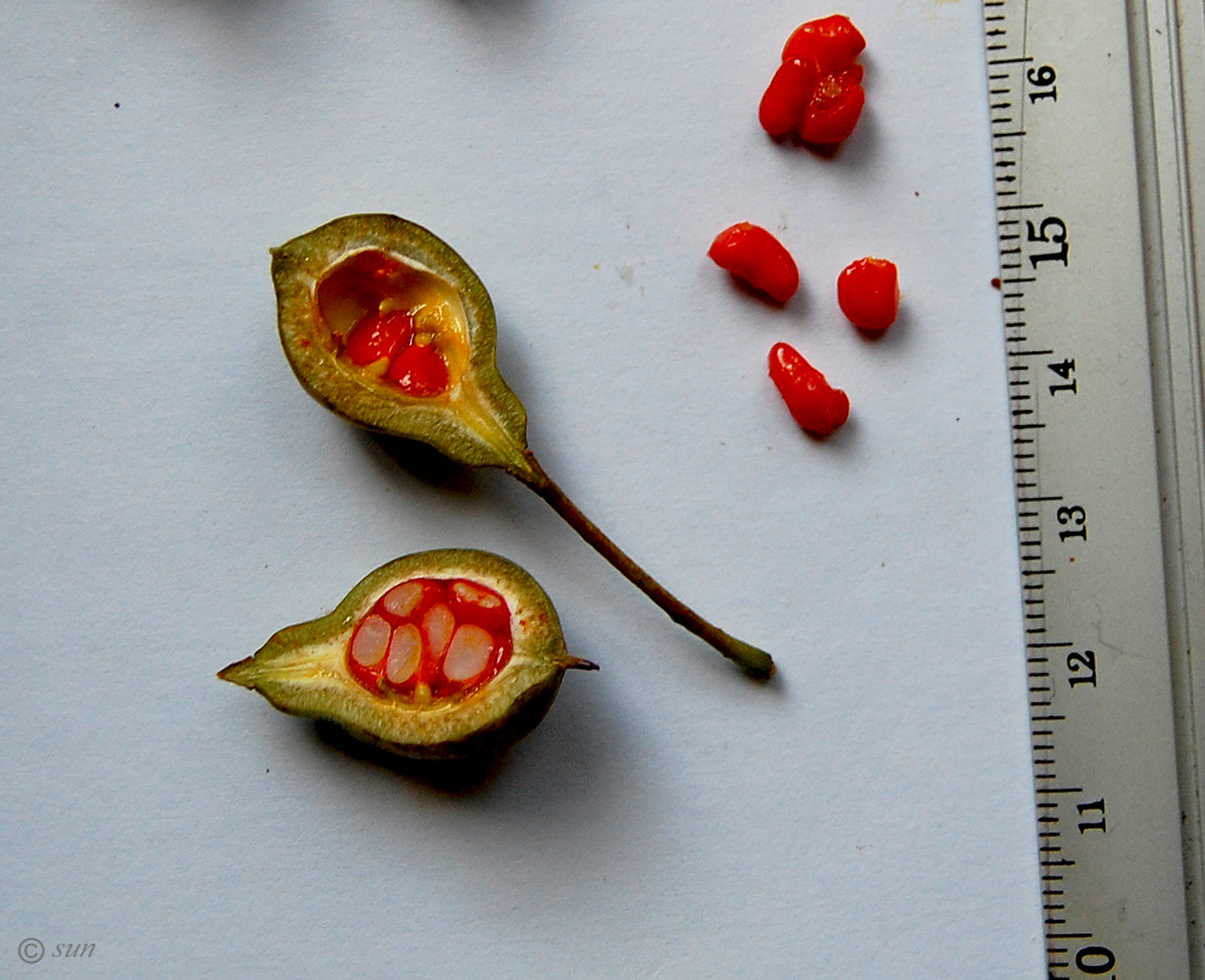 Image of Pittosporum tobira specimen.