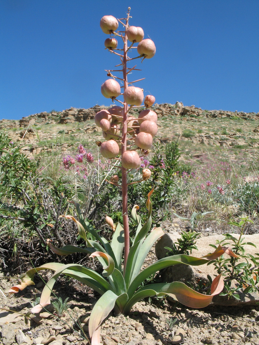Image of Eremurus lactiflorus specimen.