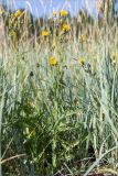 Sonchus humilis