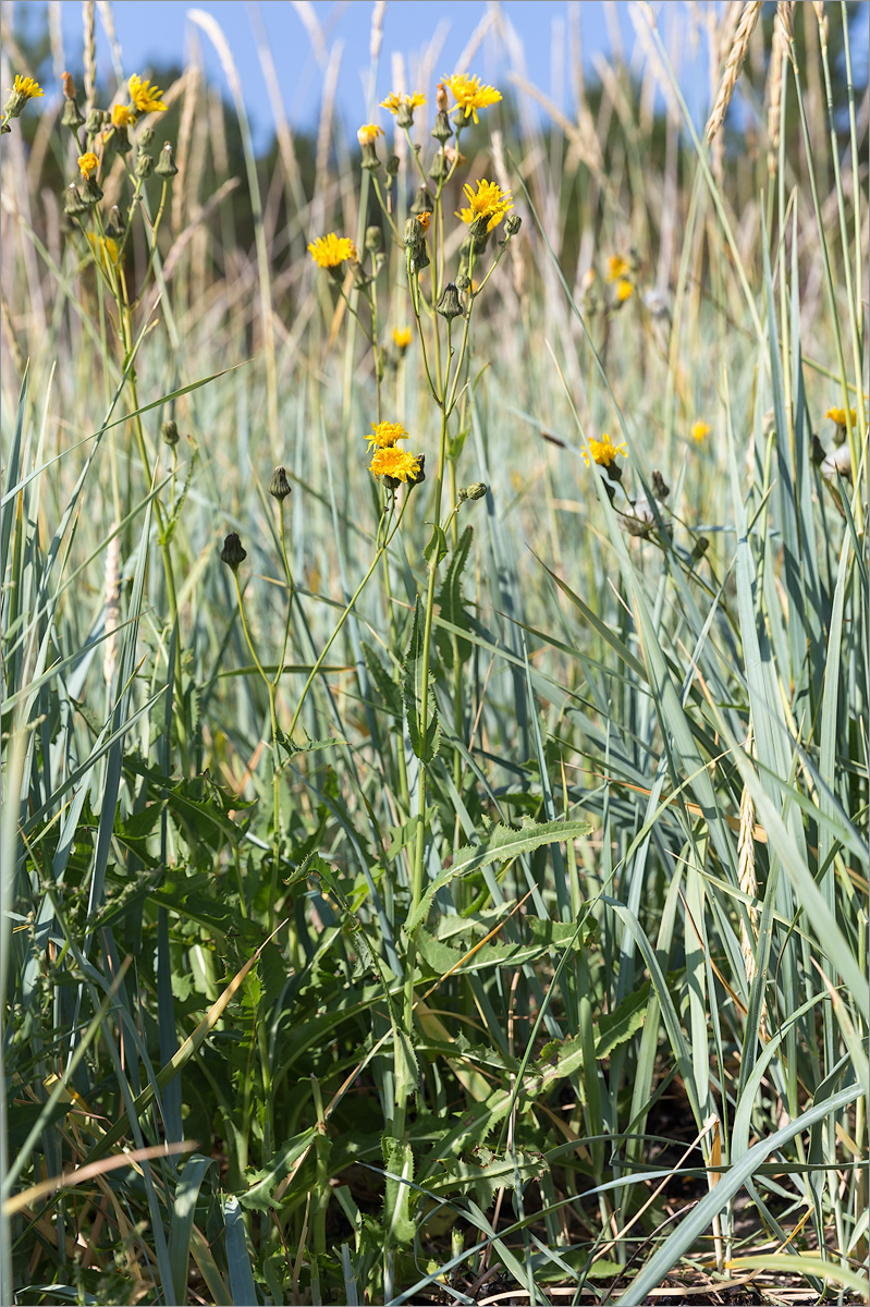 Изображение особи Sonchus humilis.