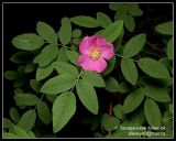 Rosa cinnamomea. Ветка с цветком. Подмосковье, 15.06.2008.