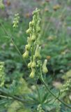 Aconitum lamarckii