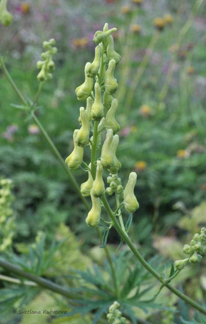 Image of Aconitum lamarckii specimen.