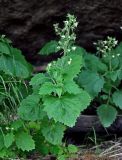 Scrophularia altaica