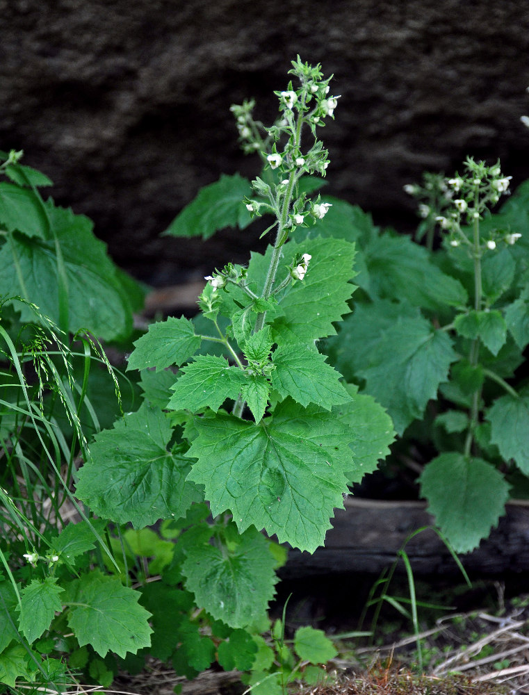 Изображение особи Scrophularia altaica.