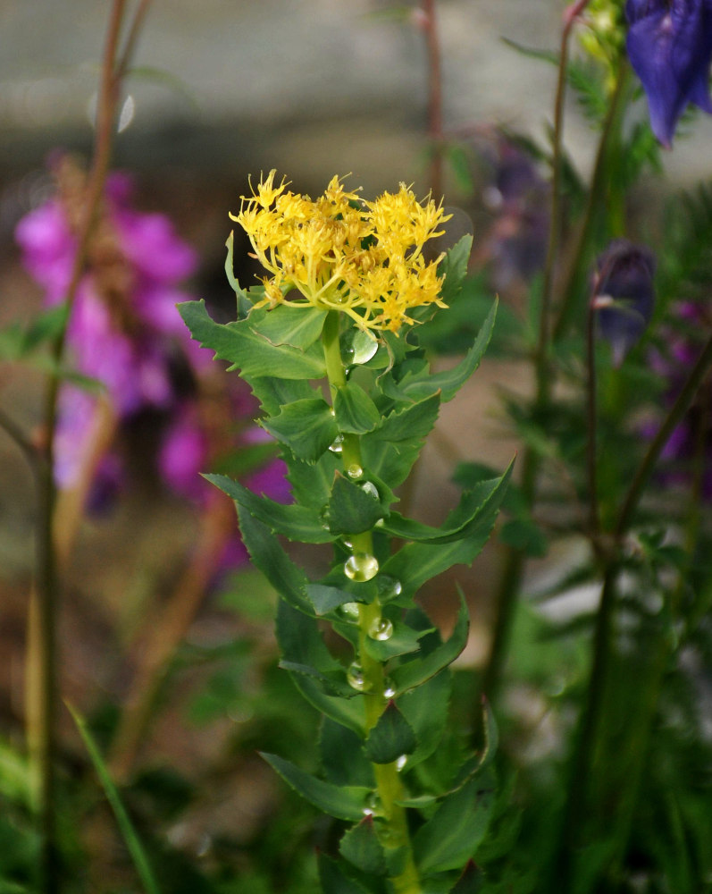 Изображение особи Rhodiola rosea.