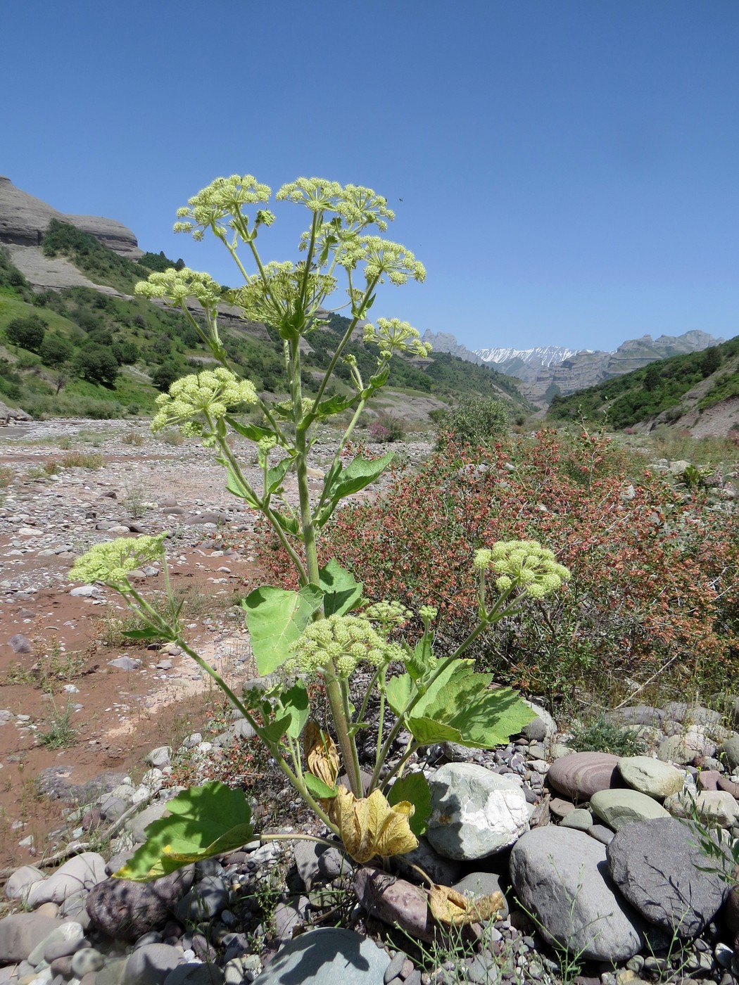 Image of Tetrataenium olgae specimen.