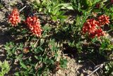 Indigofera procumbens