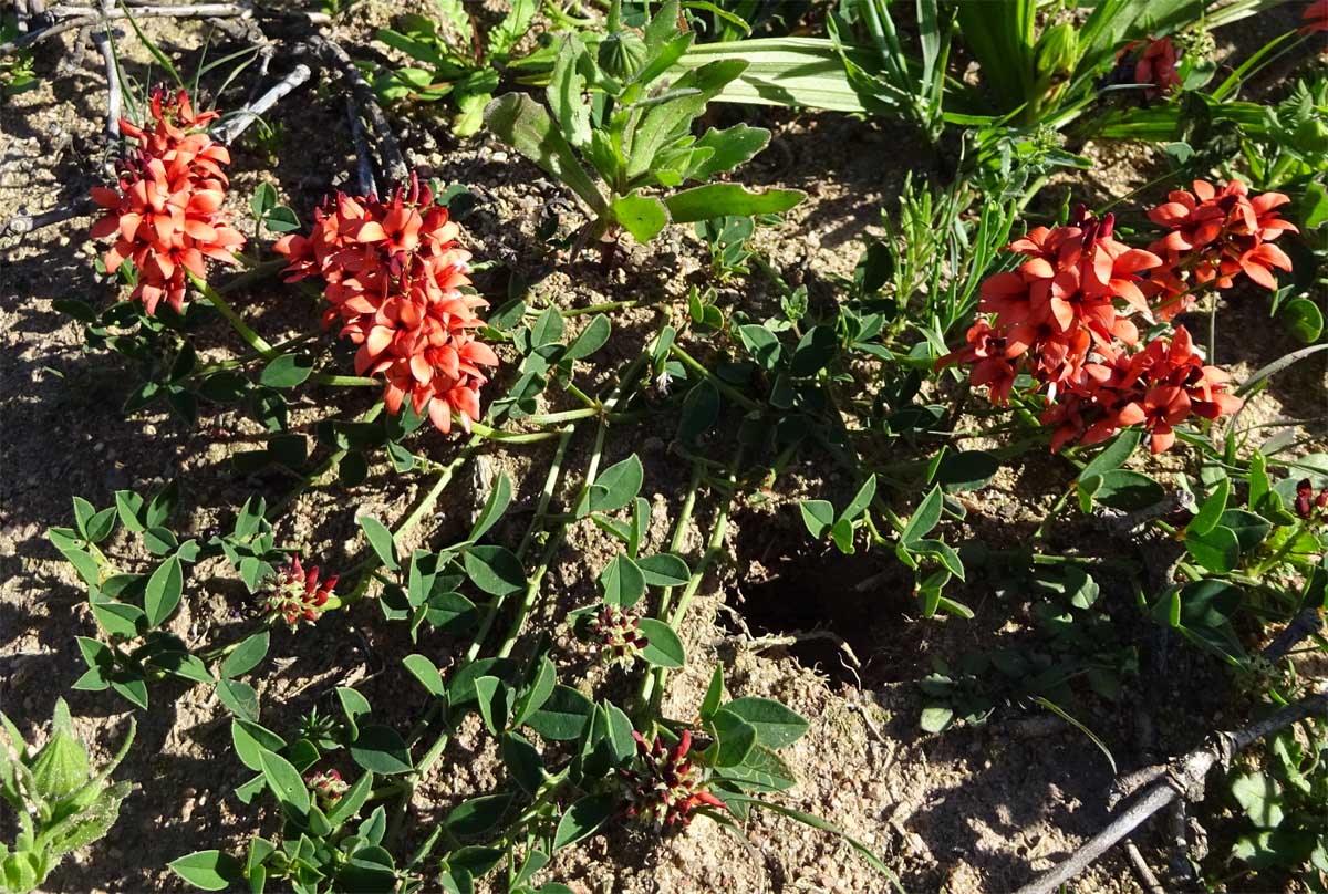 Image of Indigofera procumbens specimen.