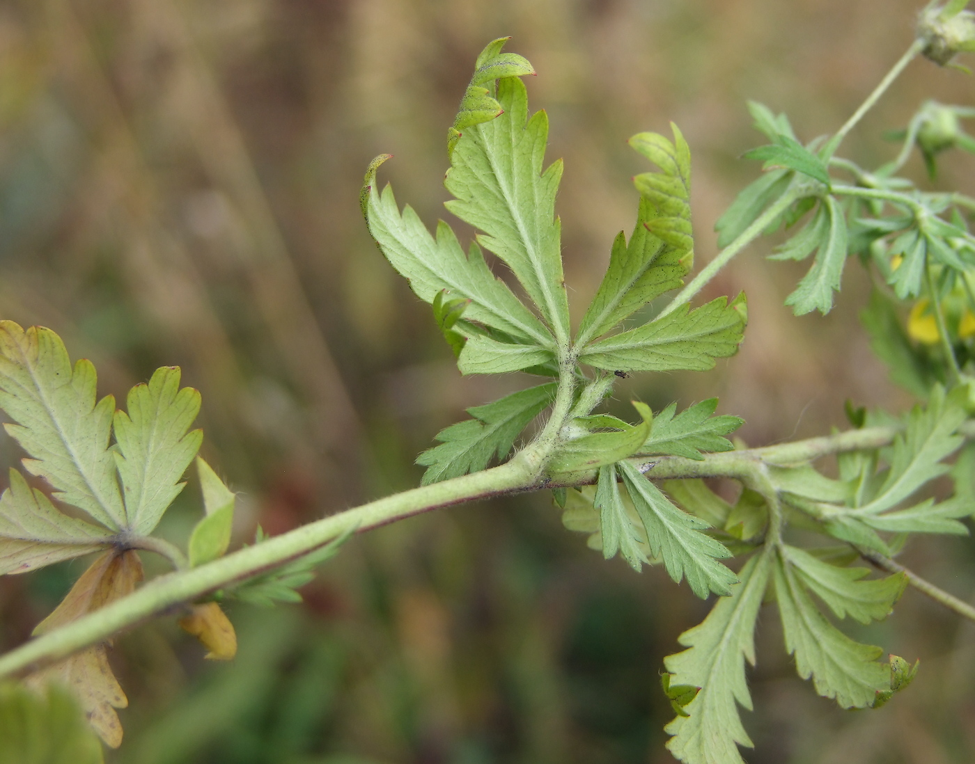 Image of Potentilla intermedia specimen.