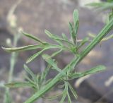 Centaurea diffusa