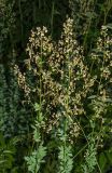 Thalictrum simplex. Верхушки цветущих растений. Пермский край, Добрянский р-н, Вильвенское сельское поселение, окр. дер. Боковая, долина р. Вильва, разнотравный луг. 23 июля 2018 г.