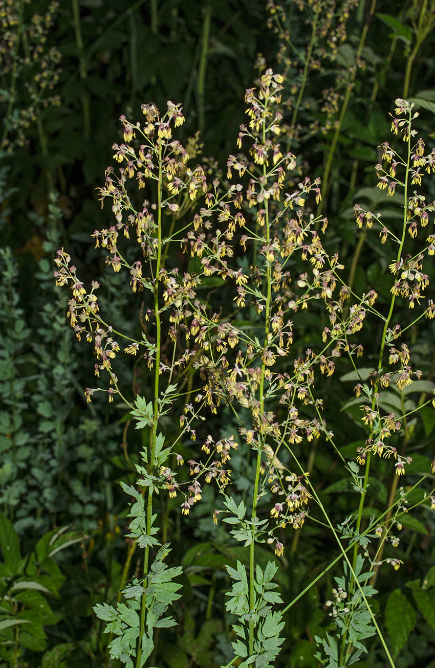 Изображение особи Thalictrum simplex.