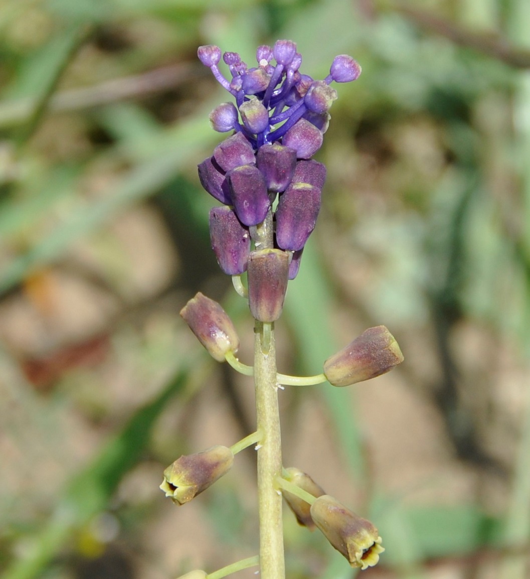 Изображение особи Leopoldia comosa.