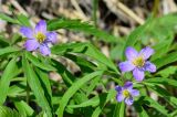 Anemone caerulea