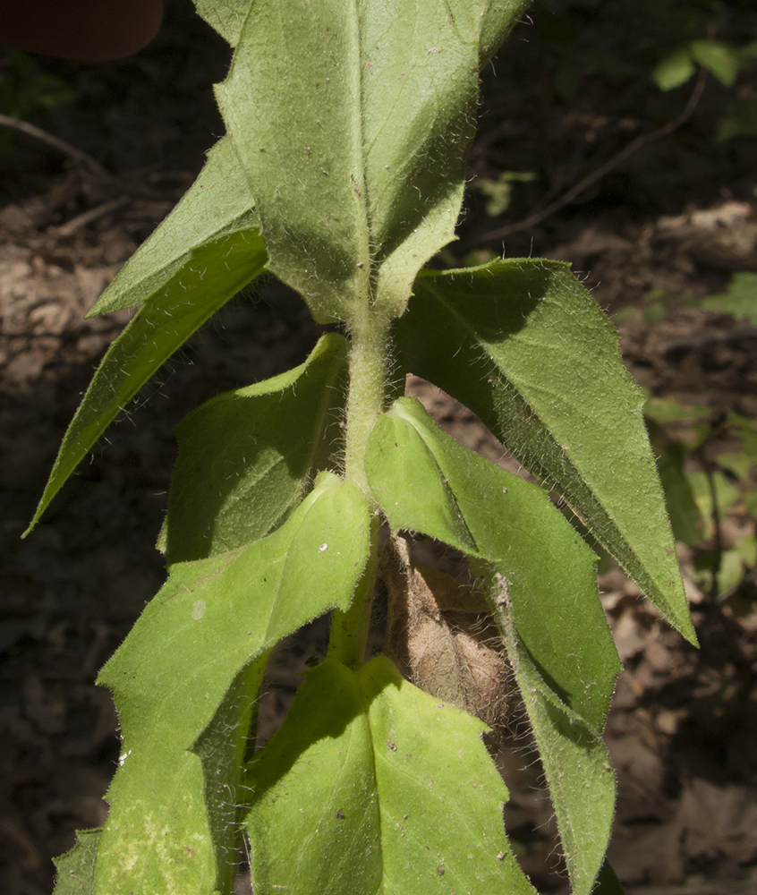 Изображение особи Hieracium scabiosum.