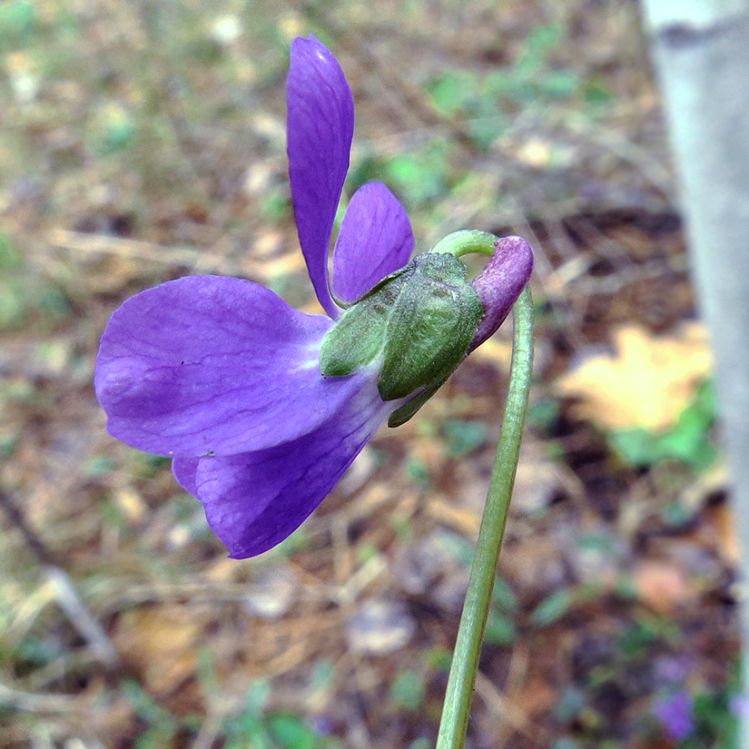 Изображение особи Viola ambigua.