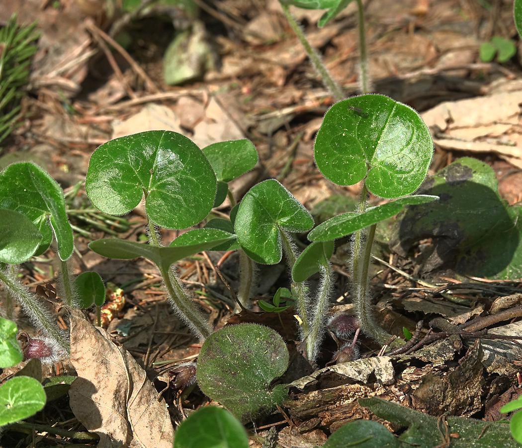 Изображение особи Asarum europaeum.