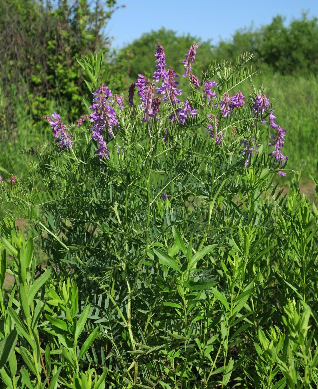 Image of Vicia tenuifolia specimen.