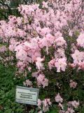 Rhododendron schlippenbachii