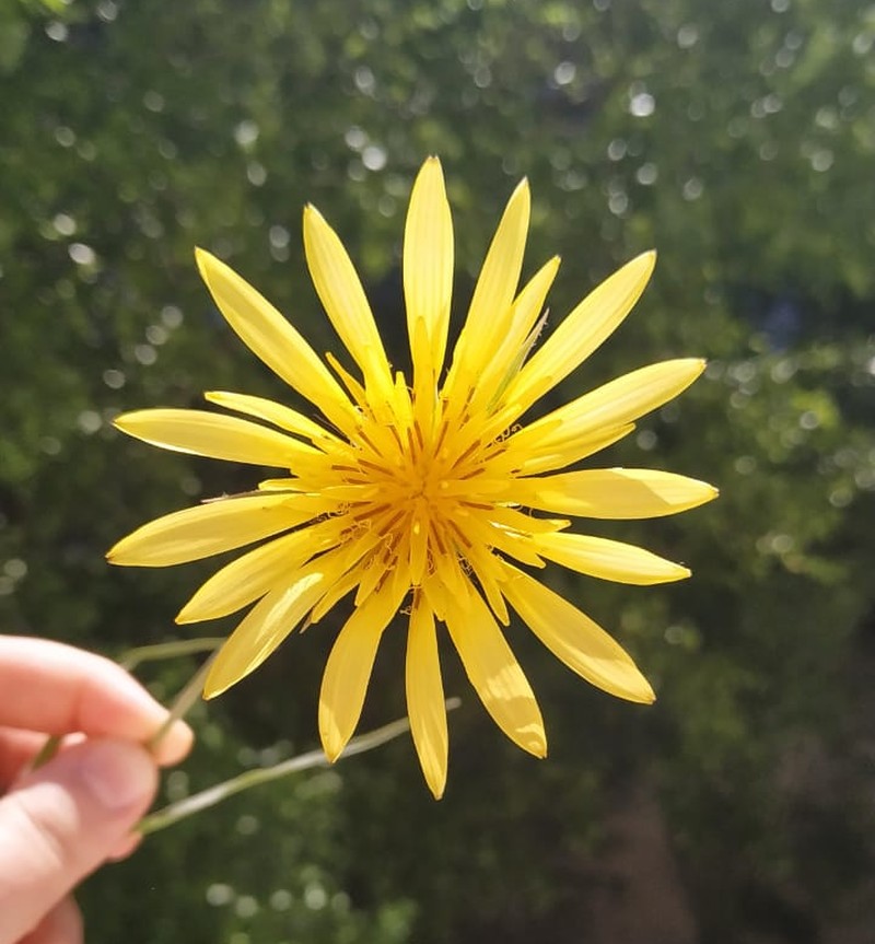 Image of genus Scorzonera specimen.