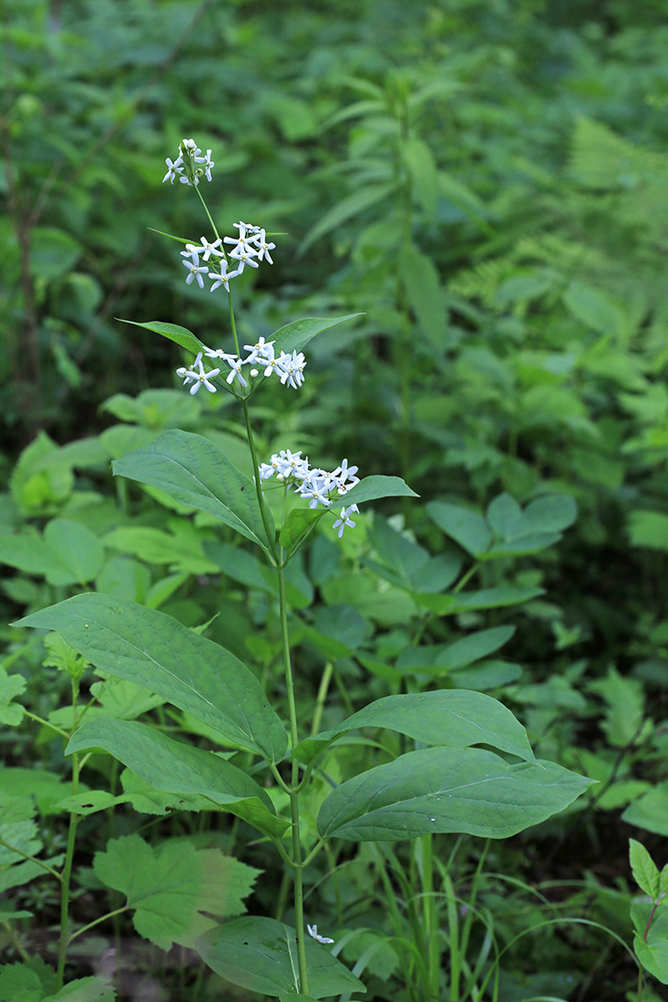 Изображение особи Vincetoxicum ascyrifolium.