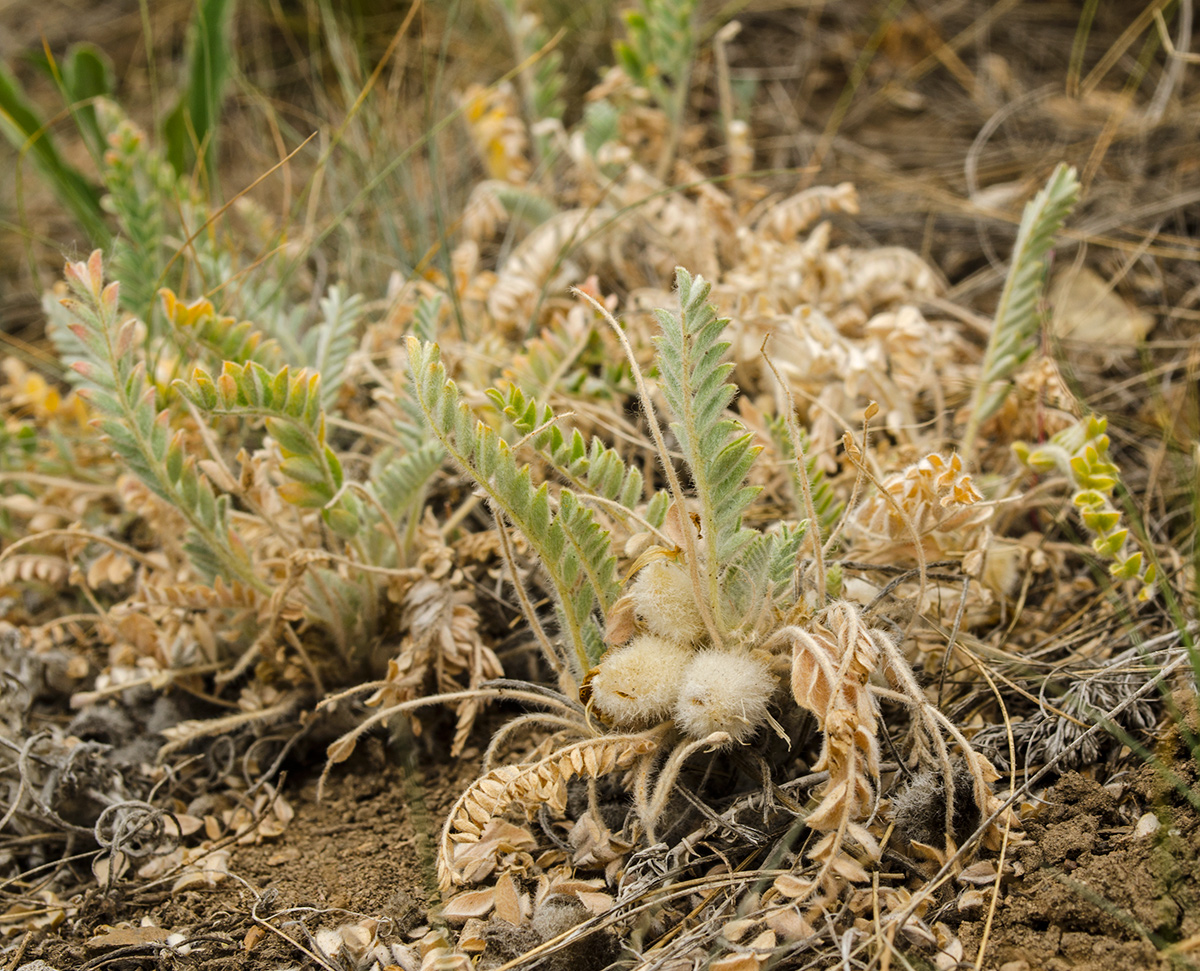 Изображение особи Astragalus testiculatus.