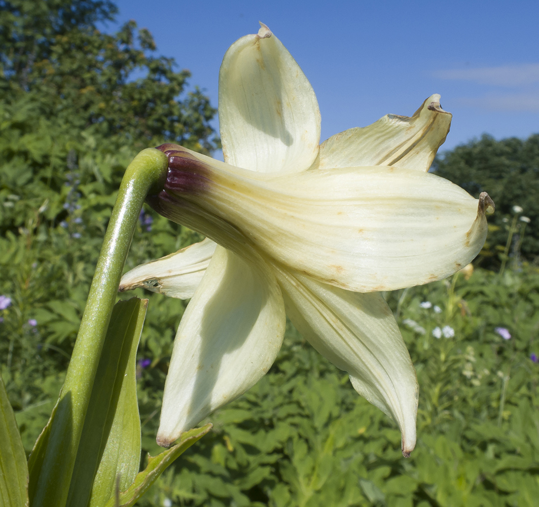 Изображение особи Lilium kesselringianum.