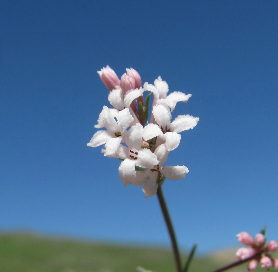 Изображение особи род Asperula.