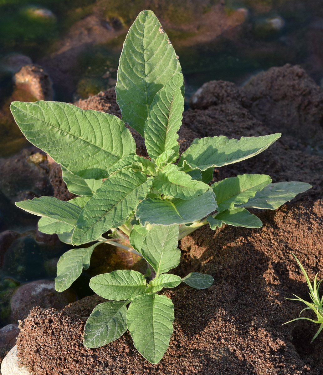 Image of Amaranthus retroflexus specimen.