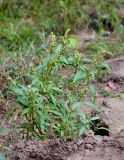 Persicaria scabra