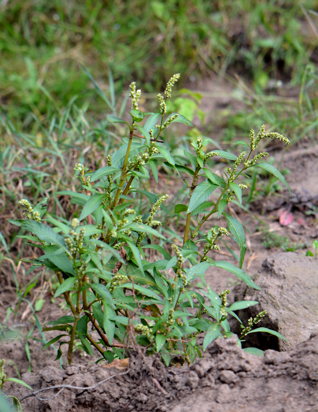 Изображение особи Persicaria scabra.