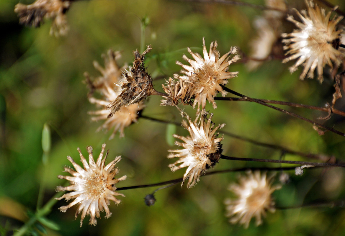 Image of Centaurea scabiosa specimen.