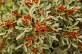 Pistacia lentiscus