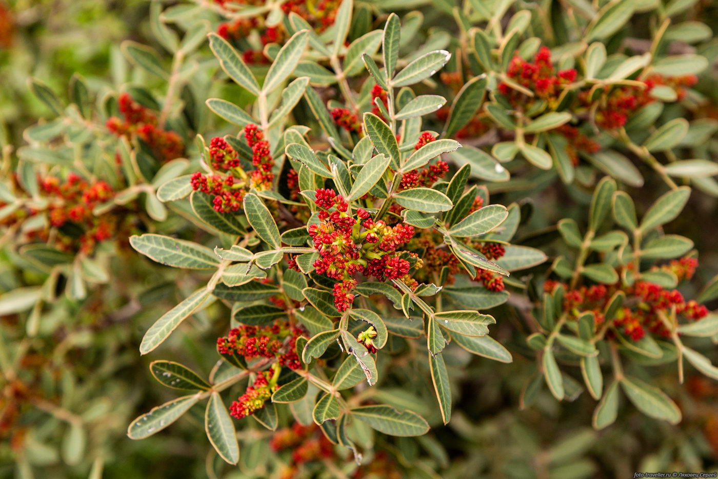 Image of Pistacia lentiscus specimen.