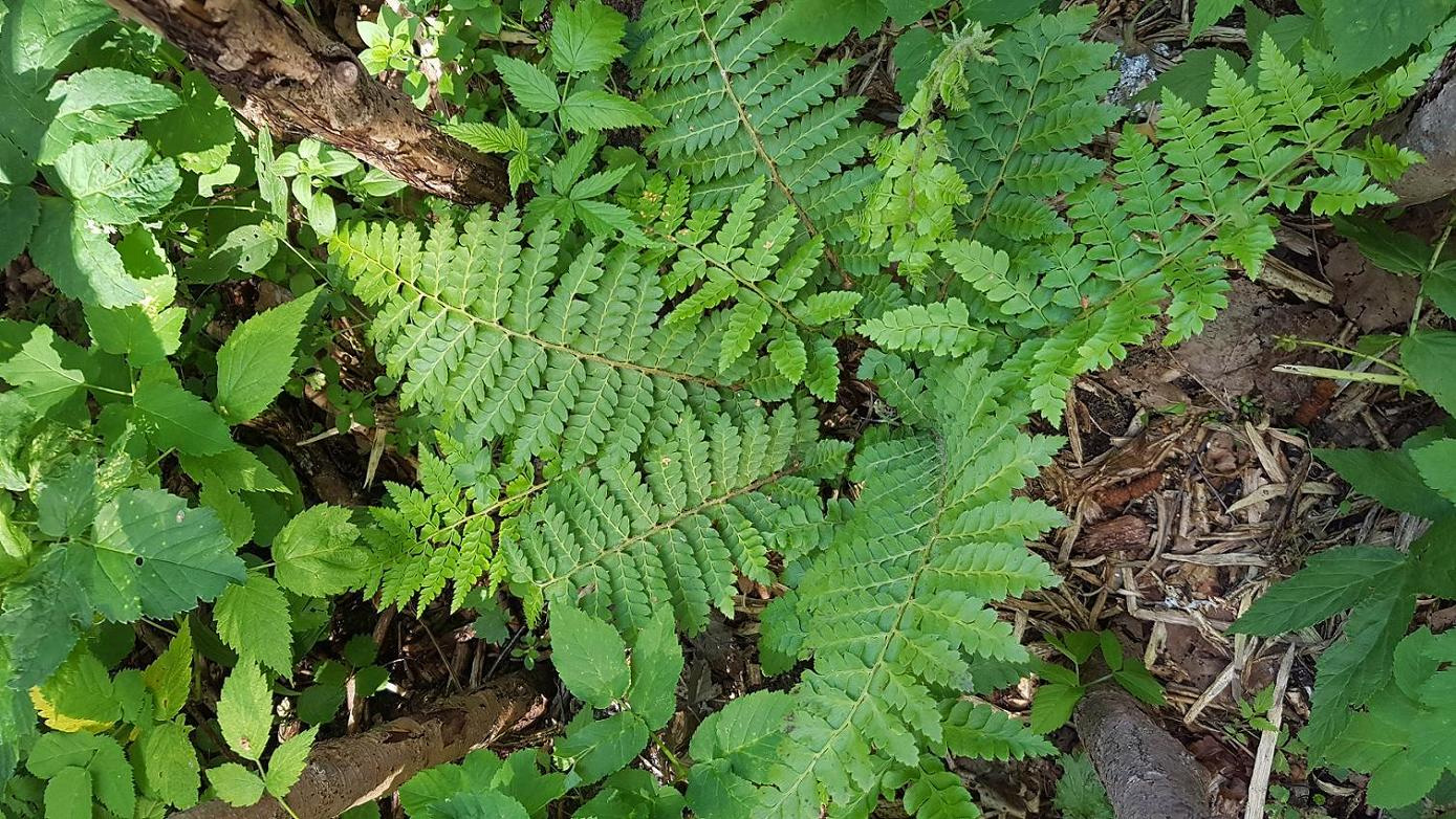 Изображение особи Polystichum retroso-paleaceum.