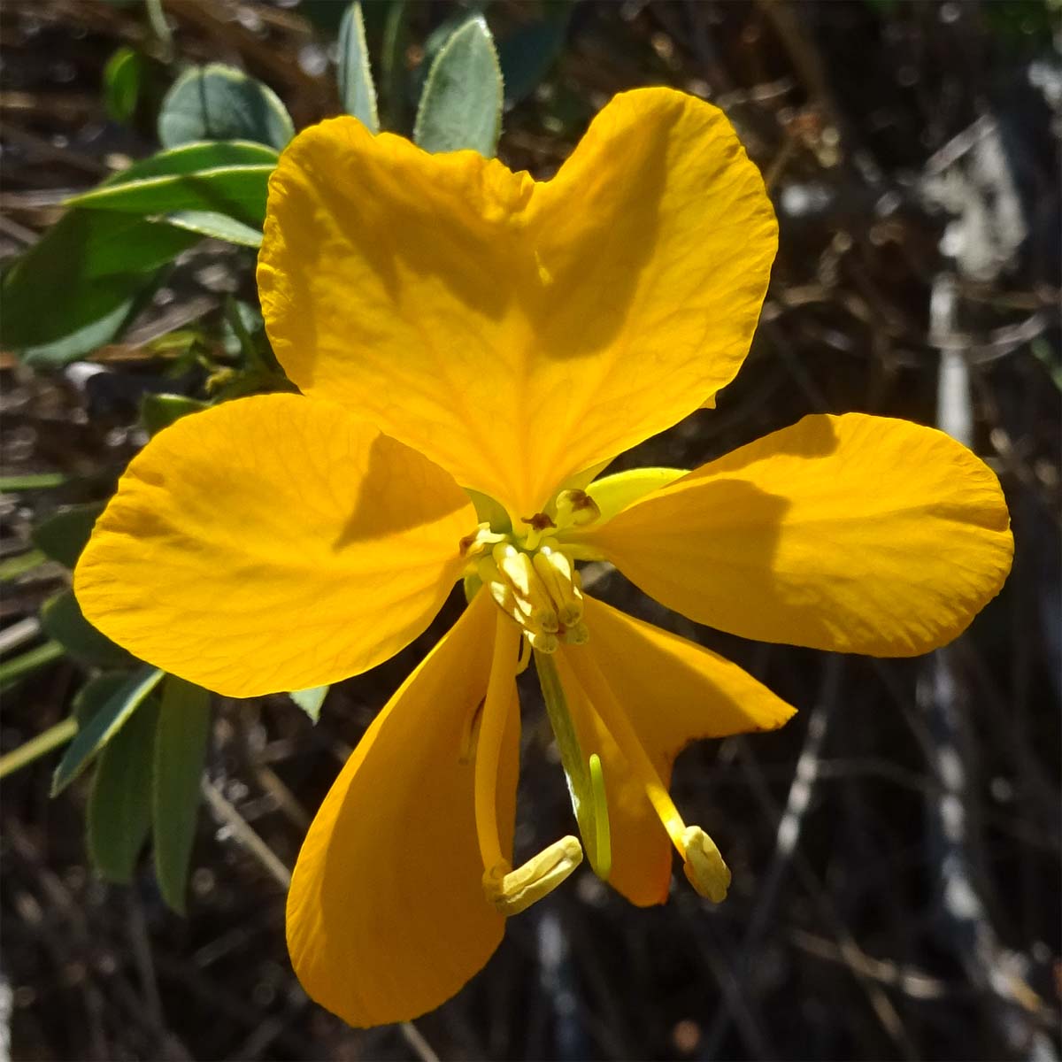 Image of Senna cumingii var. coquimbensis specimen.