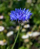 Centaurea cyanus