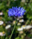 Реферат: Волошка синя - Centaurea cyanus L