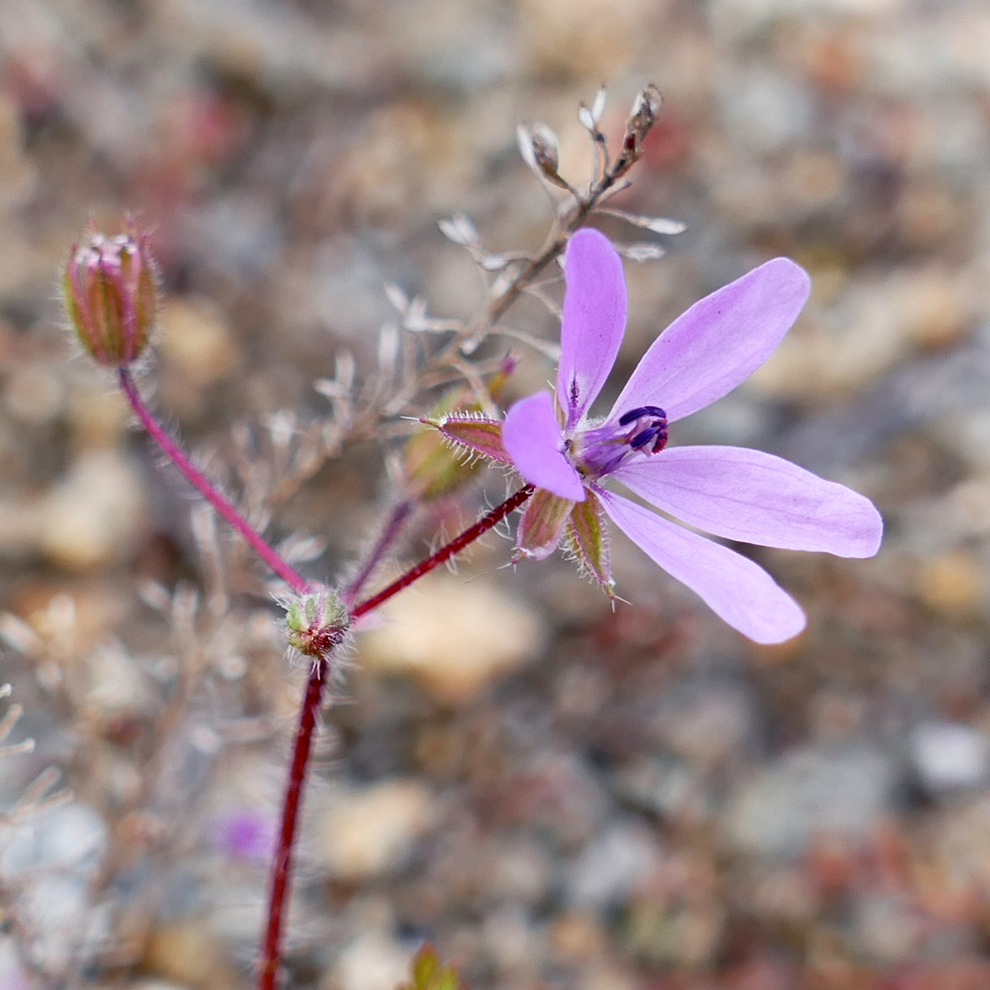 Изображение особи Erodium cicutarium.