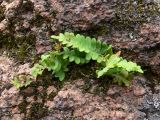 Polypodium vulgare. Растения на скальном обнажении. Красноярский край, окр. г. Красноярск, заповедник \"Столбы\", скала Такмак малый. 12.08.2018.