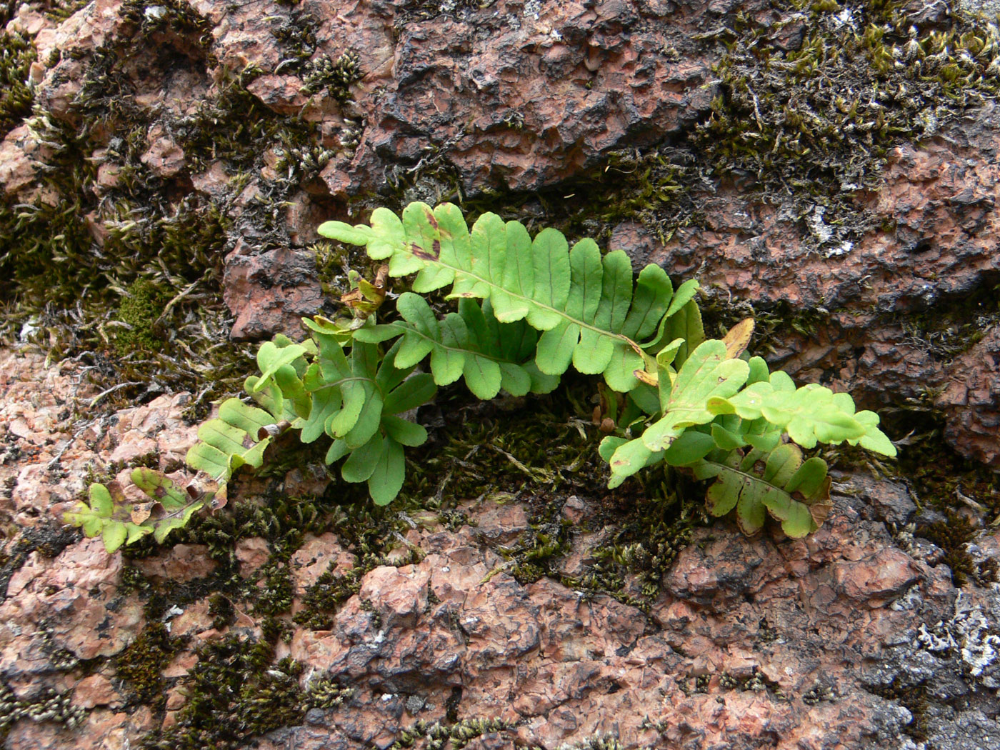 Image of Polypodium vulgare specimen.