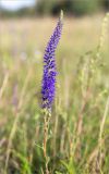 Veronica spicata. Верхушка побега с соцветием. Псковская обл., Себежский р-н, окр. пос. Идрица, разнотравно-злаковый луг. 02.08.2019.
