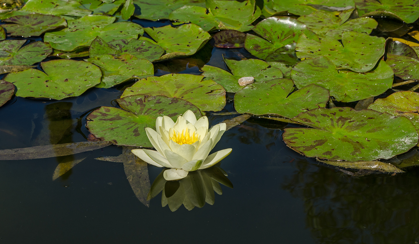 Image of genus Nymphaea specimen.