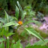 Bidens frondosa. Корзинка с присоцветными листьями (возвратный гибрид Bidens frondosa L. x B. x garumnae Jeanjean et Debray). Чувашия, окр. г. Шумерля, пойма р. Сура, за понтонным мостом. 26 июля 2008 г.