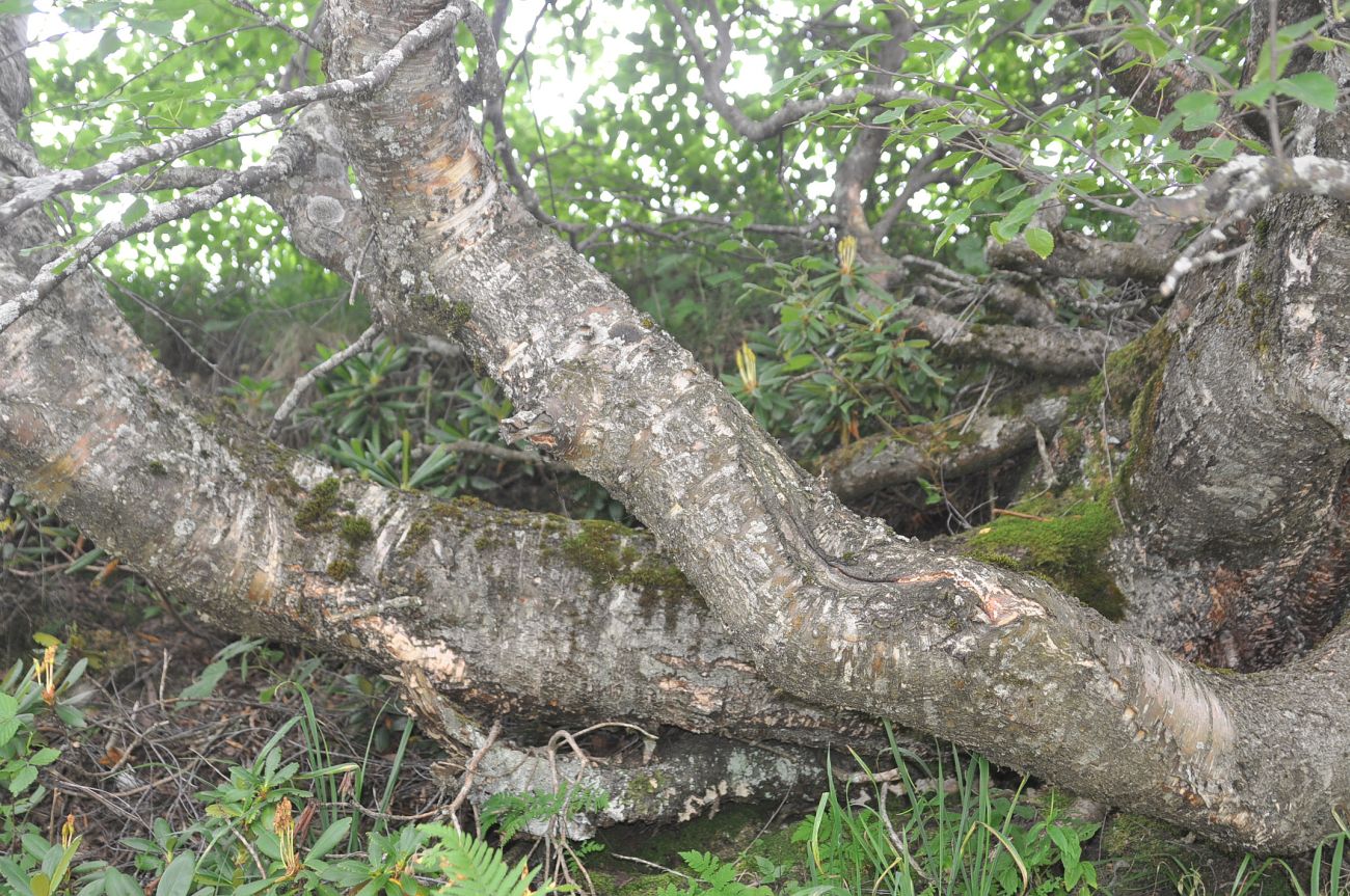 Image of Betula raddeana specimen.