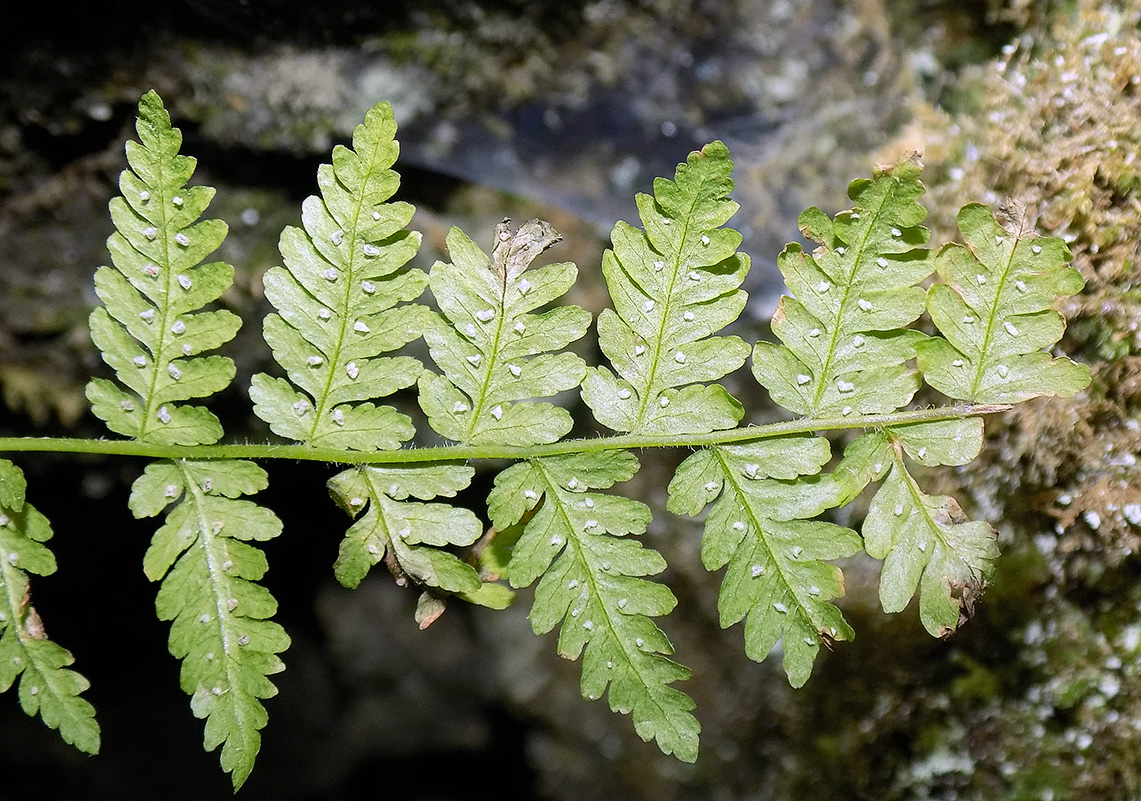 Image of Woodsia caucasica specimen.