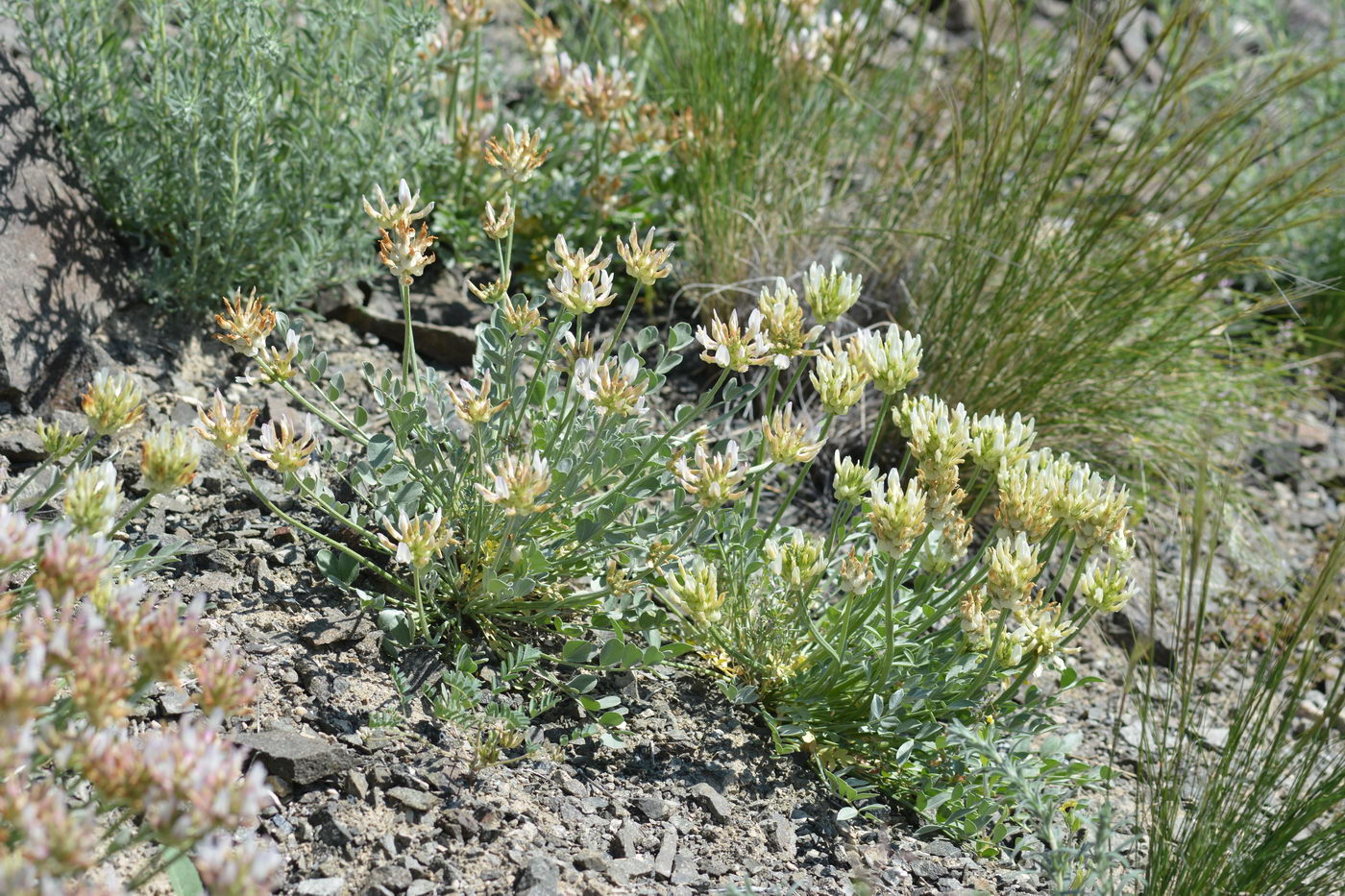 Изображение особи Astragalus arkalycensis.